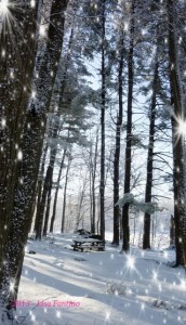 Winter Wonderland in NY