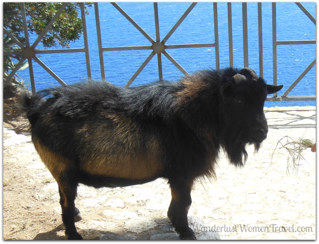 goats-on-capri